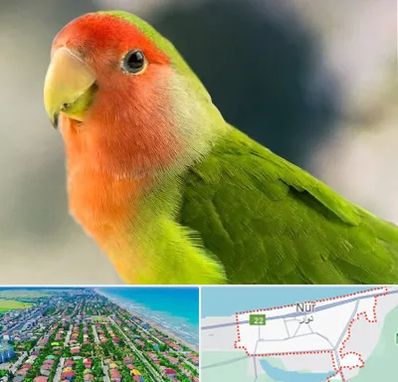 فروش طوطی در نور