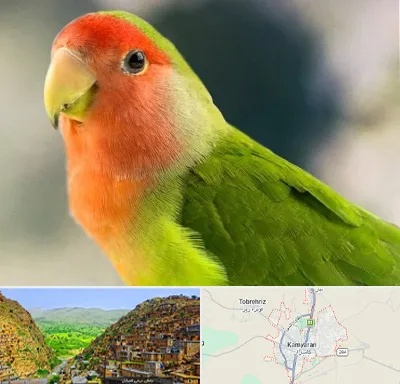 فروش طوطی در کامیاران