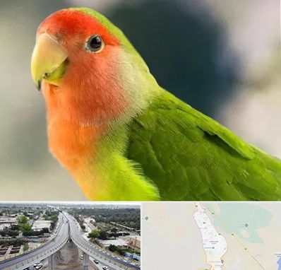 فروش طوطی در اندیمشک