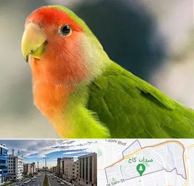 فروش طوطی در سعادت آباد 