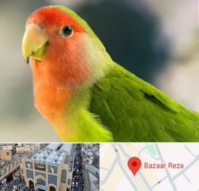 فروش طوطی در بازار رضا مشهد