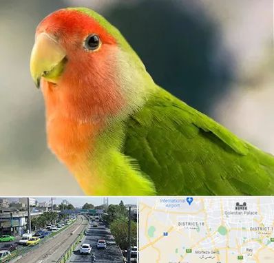 فروش طوطی در جنوب تهران 