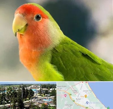 فروش طوطی در رودسر