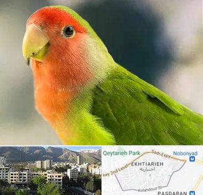 فروش طوطی در اختیاریه 