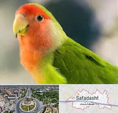 فروش طوطی در صفادشت