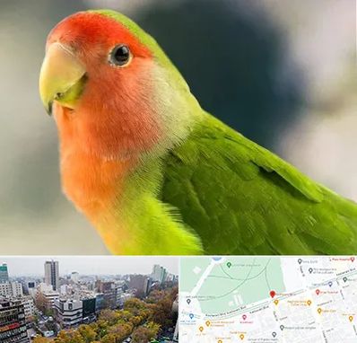 فروش طوطی در بلوار کشاورز 