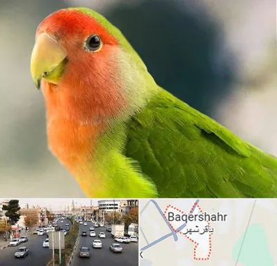 فروش طوطی در باقرشهر