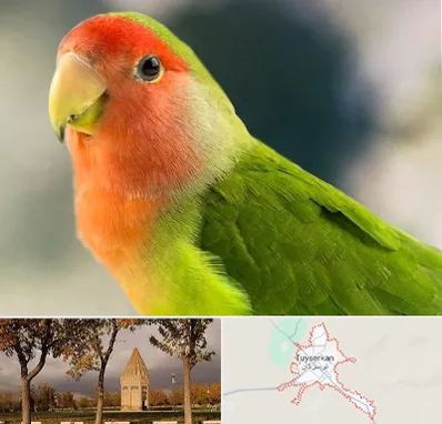 فروش طوطی در تویسرکان