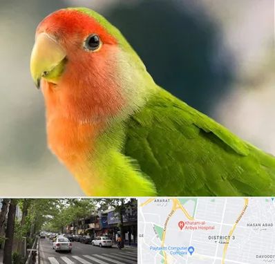 فروش طوطی در ظفر 