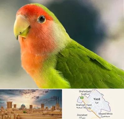 فروش طوطی در یزد