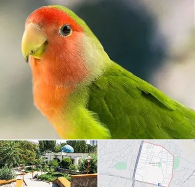 فروش طوطی در باغمیشه تبریز