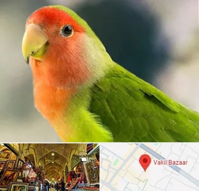 فروش طوطی در بازار وکیل شیراز