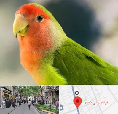 فروش طوطی در ولیعصر شهریار