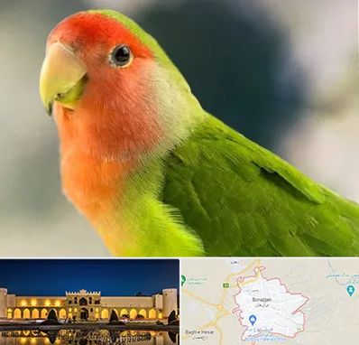 فروش طوطی در برازجان