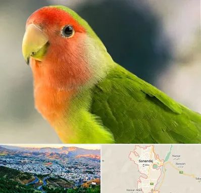 فروش طوطی در سنندج