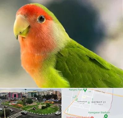 فروش طوطی در تهرانسر 