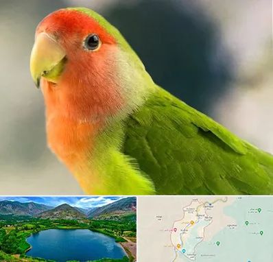 فروش طوطی در رودبار