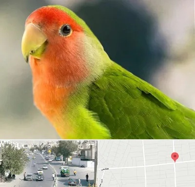 فروش طوطی در هاشمی