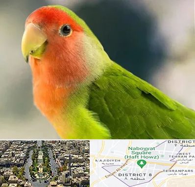 فروش طوطی در نارمک 