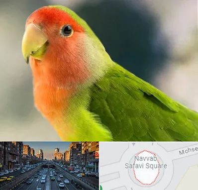 فروش طوطی در نواب 