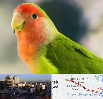 فروش طوطی در فرمانیه 