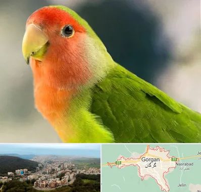 فروش طوطی در گرگان