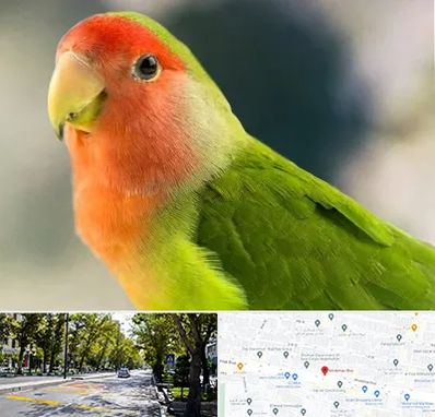 فروش طوطی در میرداماد