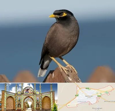 فروش مرغ مینا در سمنان