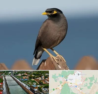 فروش مرغ مینا در مراغه