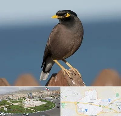 فروش مرغ مینا در بومهن