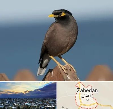 فروش مرغ مینا در زاهدان