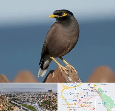 فروش مرغ مینا در معالی آباد شیراز 