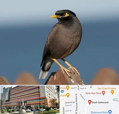 فروش مرغ مینا در سهروردی 