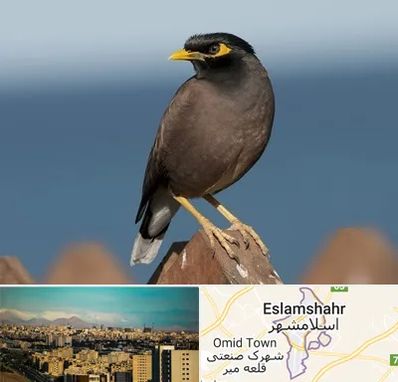 فروش مرغ مینا در اسلامشهر