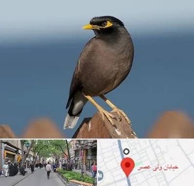 فروش مرغ مینا در ولیعصر شهریار