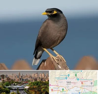 فروش مرغ مینا در منطقه 1 تهران 