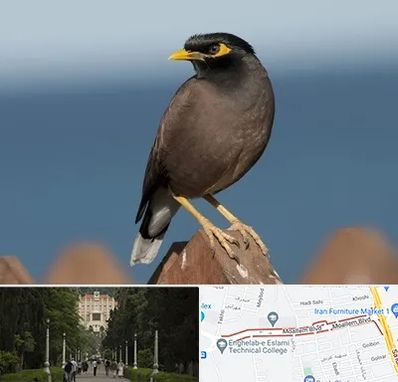 فروش مرغ مینا در بلوار معلم رشت 