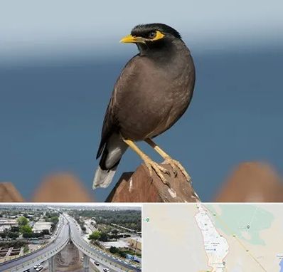 فروش مرغ مینا در اندیمشک