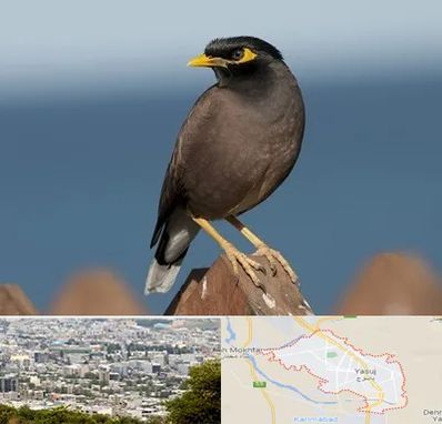 فروش مرغ مینا در یاسوج