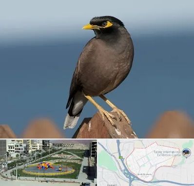 فروش مرغ مینا در مرزداران تبریز