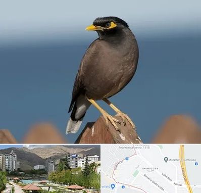 فروش مرغ مینا در شهر زیبا 