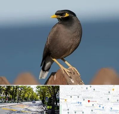 فروش مرغ مینا در میرداماد