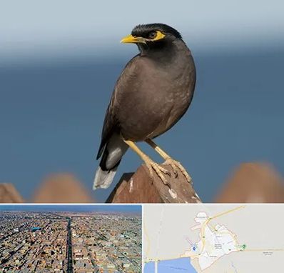 فروش مرغ مینا در بندر ماهشهر