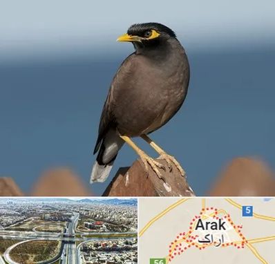 فروش مرغ مینا در اراک