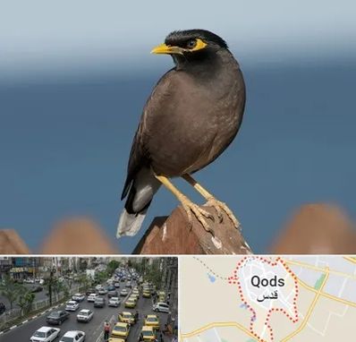 فروش مرغ مینا در شهر قدس