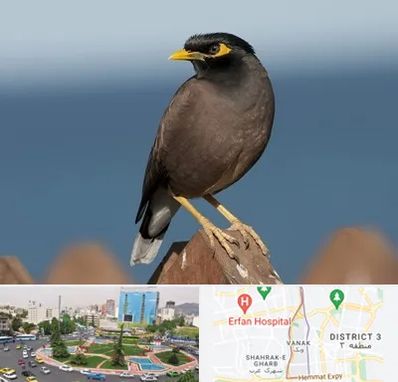 فروش مرغ مینا در ونک 