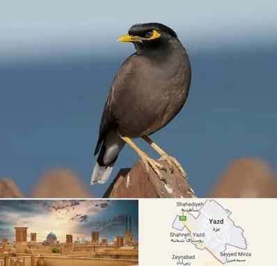 فروش مرغ مینا در یزد