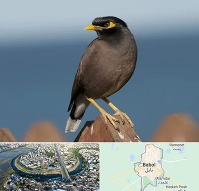 فروش مرغ مینا در بابل