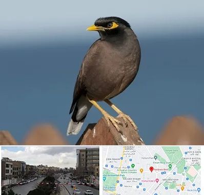 فروش مرغ مینا در بلوار فردوسی مشهد 