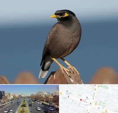 فروش مرغ مینا در بلوار معلم مشهد 